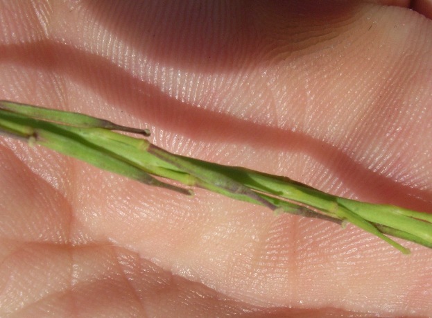 Brassica nigra (L.) W. D. J. Koch